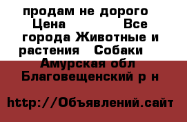 продам не дорого › Цена ­ 10 000 - Все города Животные и растения » Собаки   . Амурская обл.,Благовещенский р-н